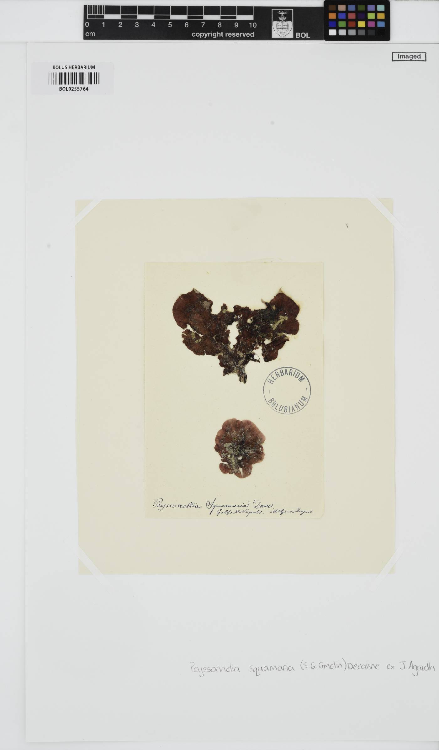 Peyssonnelia squamaria image