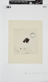 Olokunia atropurpurea image