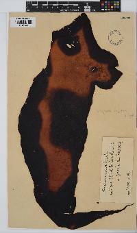 Pachymenia orbicularis image