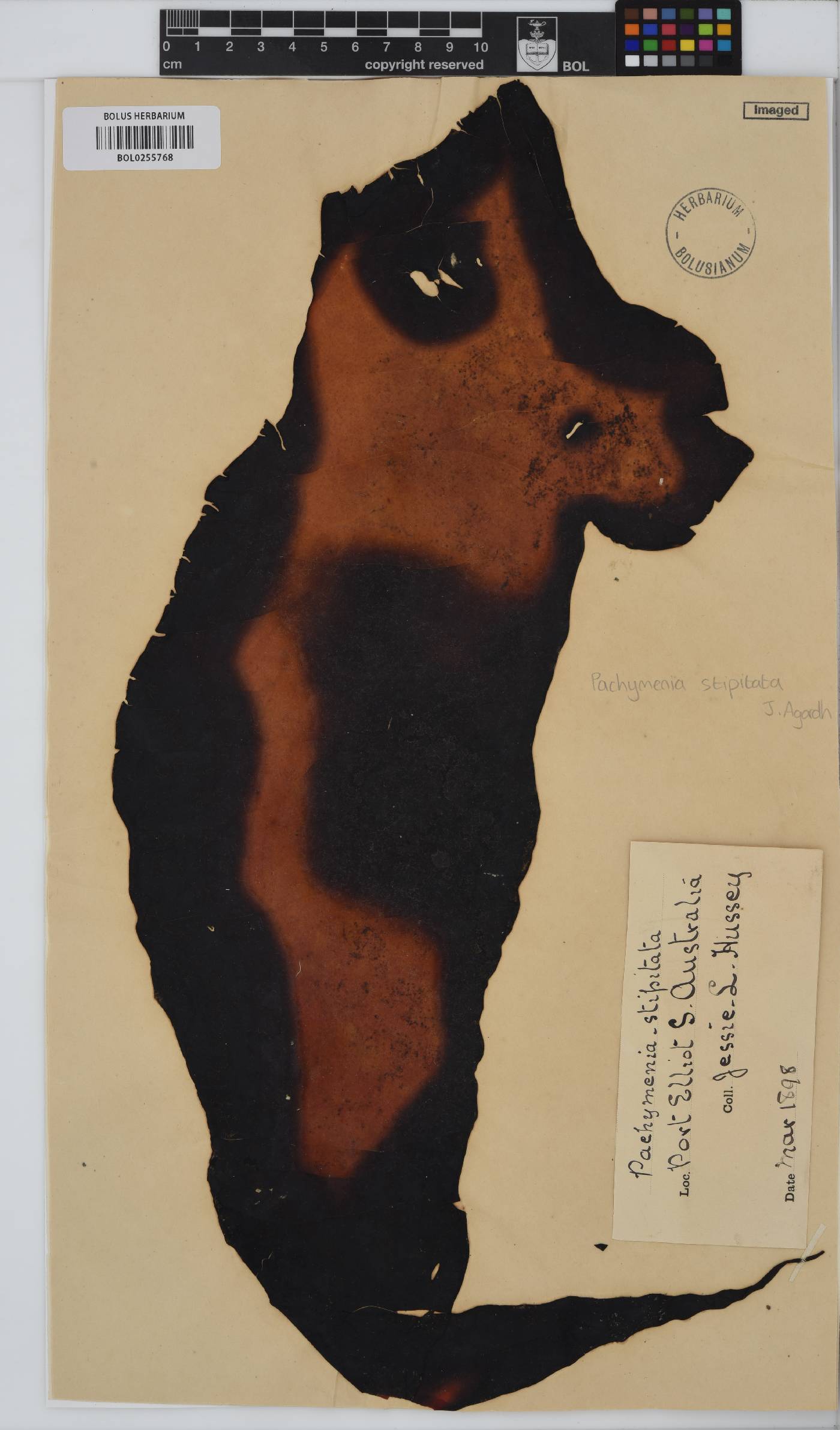 Pachymenia orbicularis image