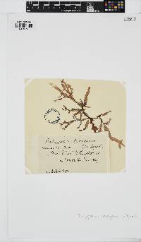 Crassilingua marginifera image