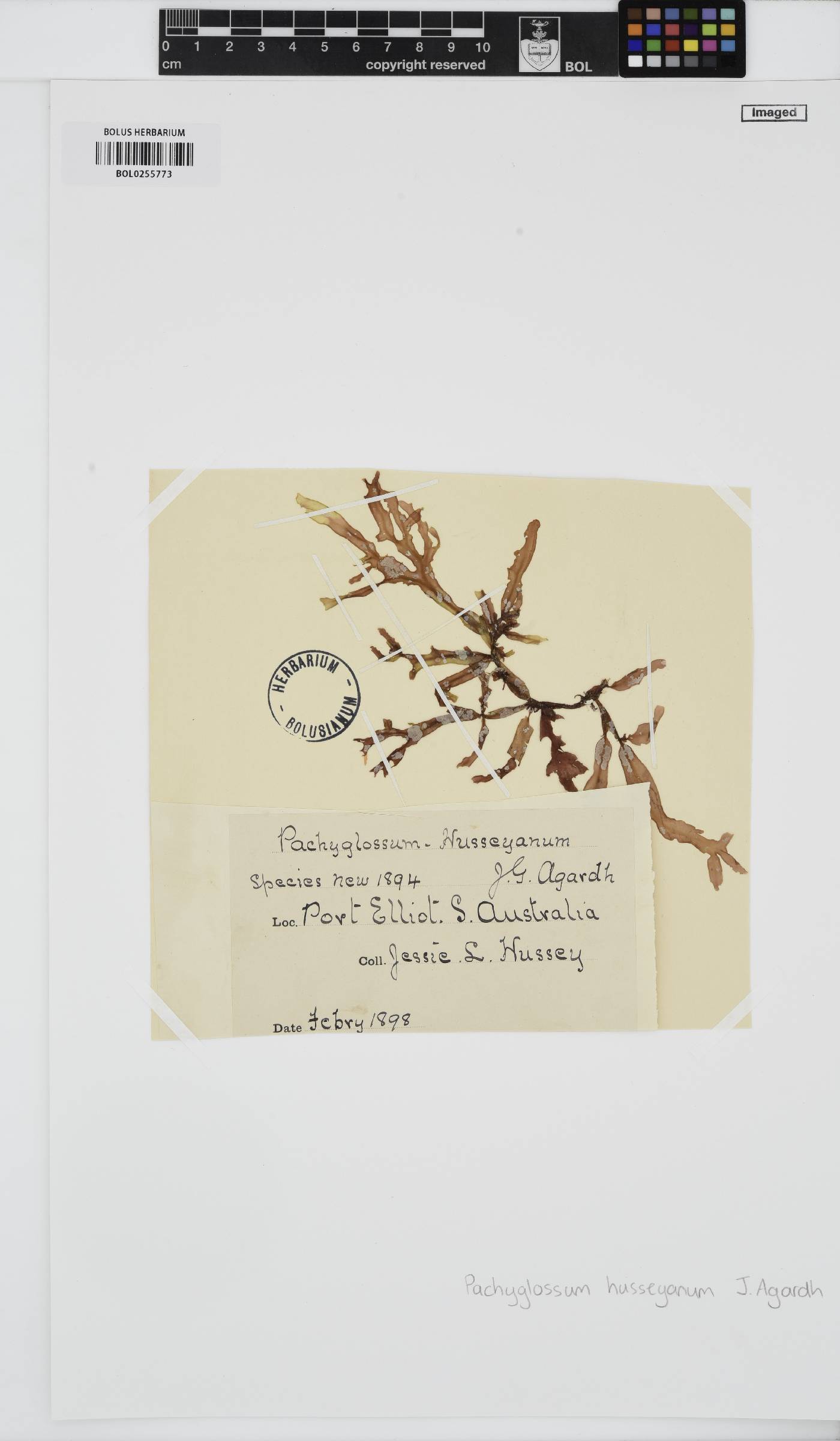Crassilingua marginifera image
