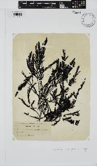 Image of Odonthalia washingtoniensis