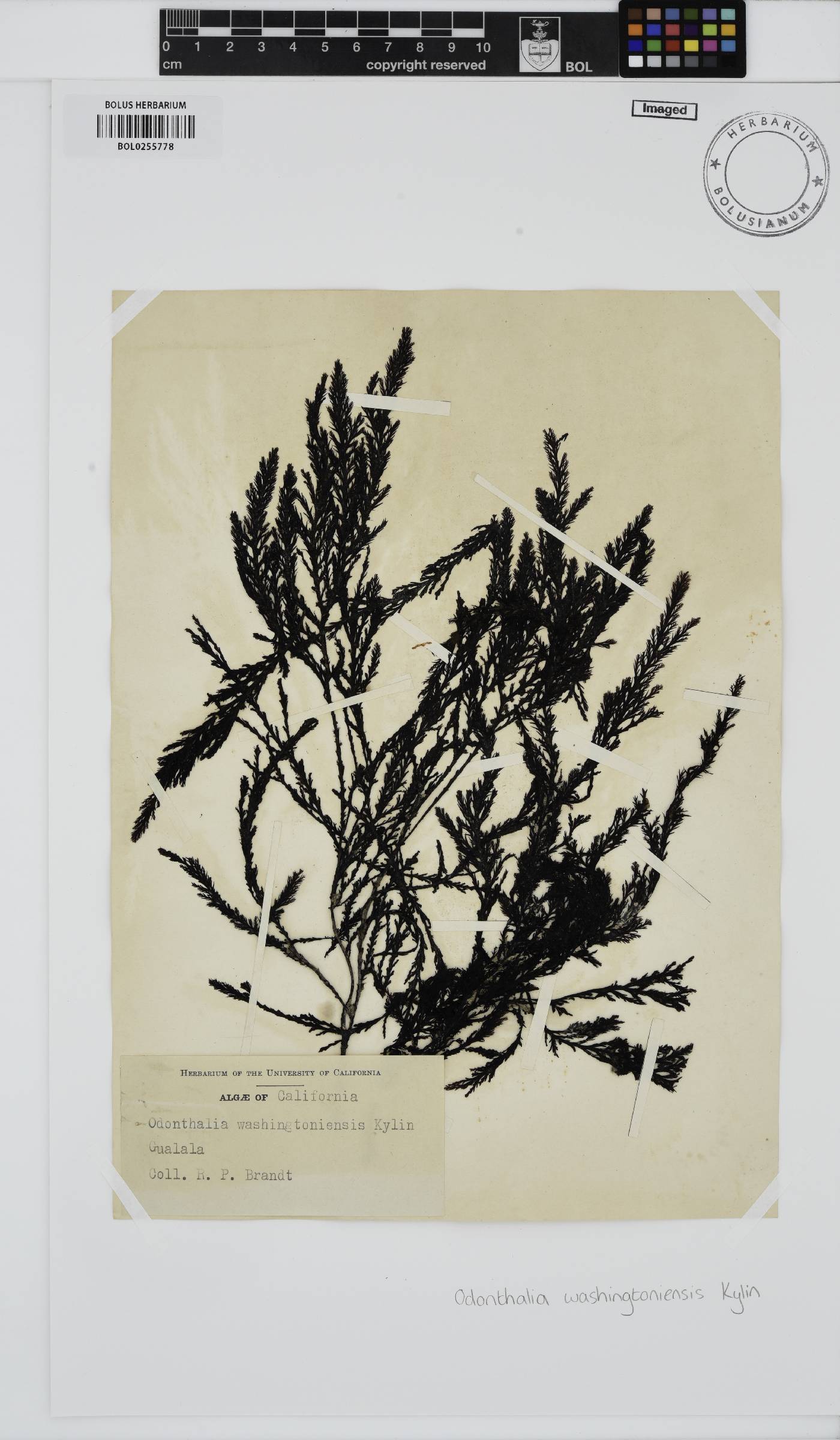 Odonthalia washingtoniensis image