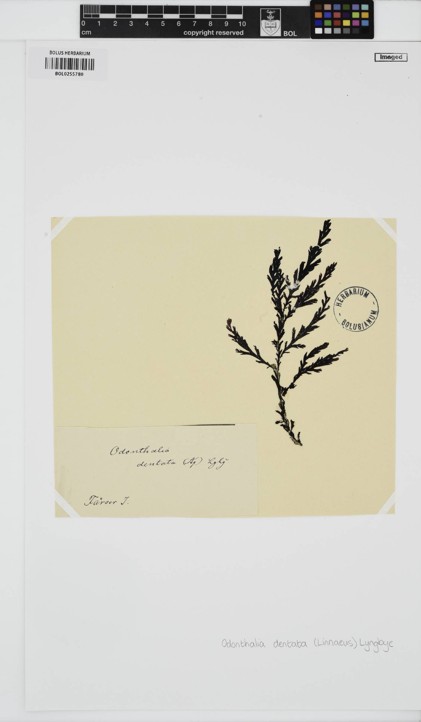 Odonthalia dentata image