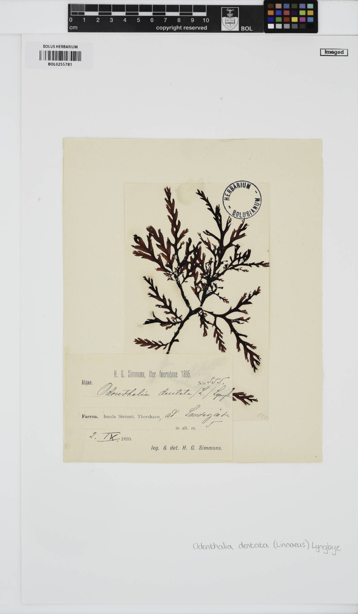 Odonthalia image