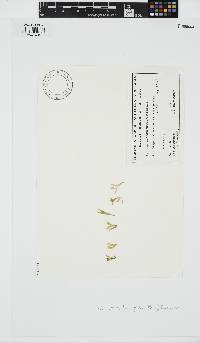 Nothogenia fastigiata image