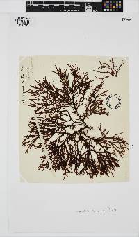 Nizymenia australis image
