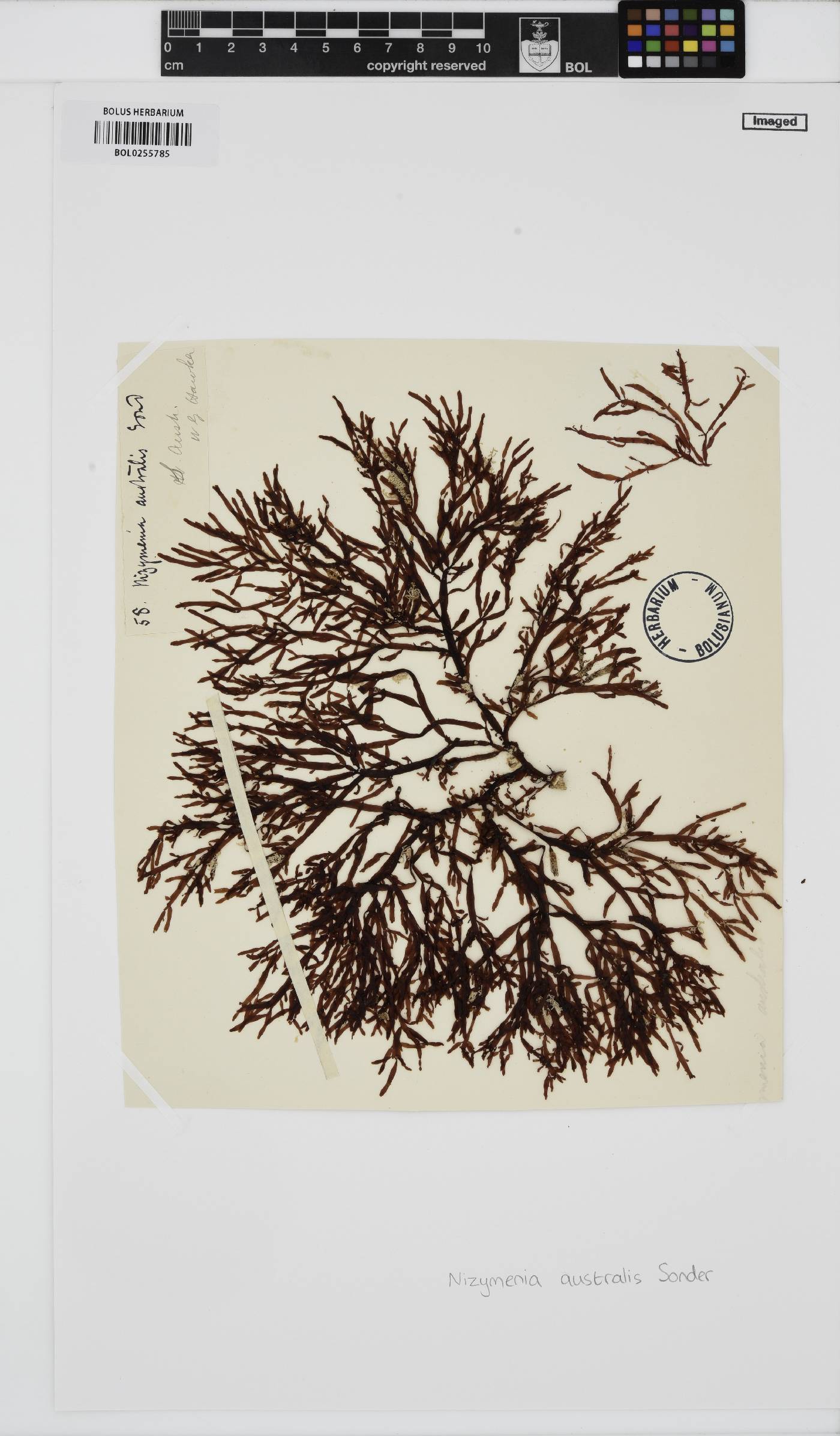 Nizymenia australis image