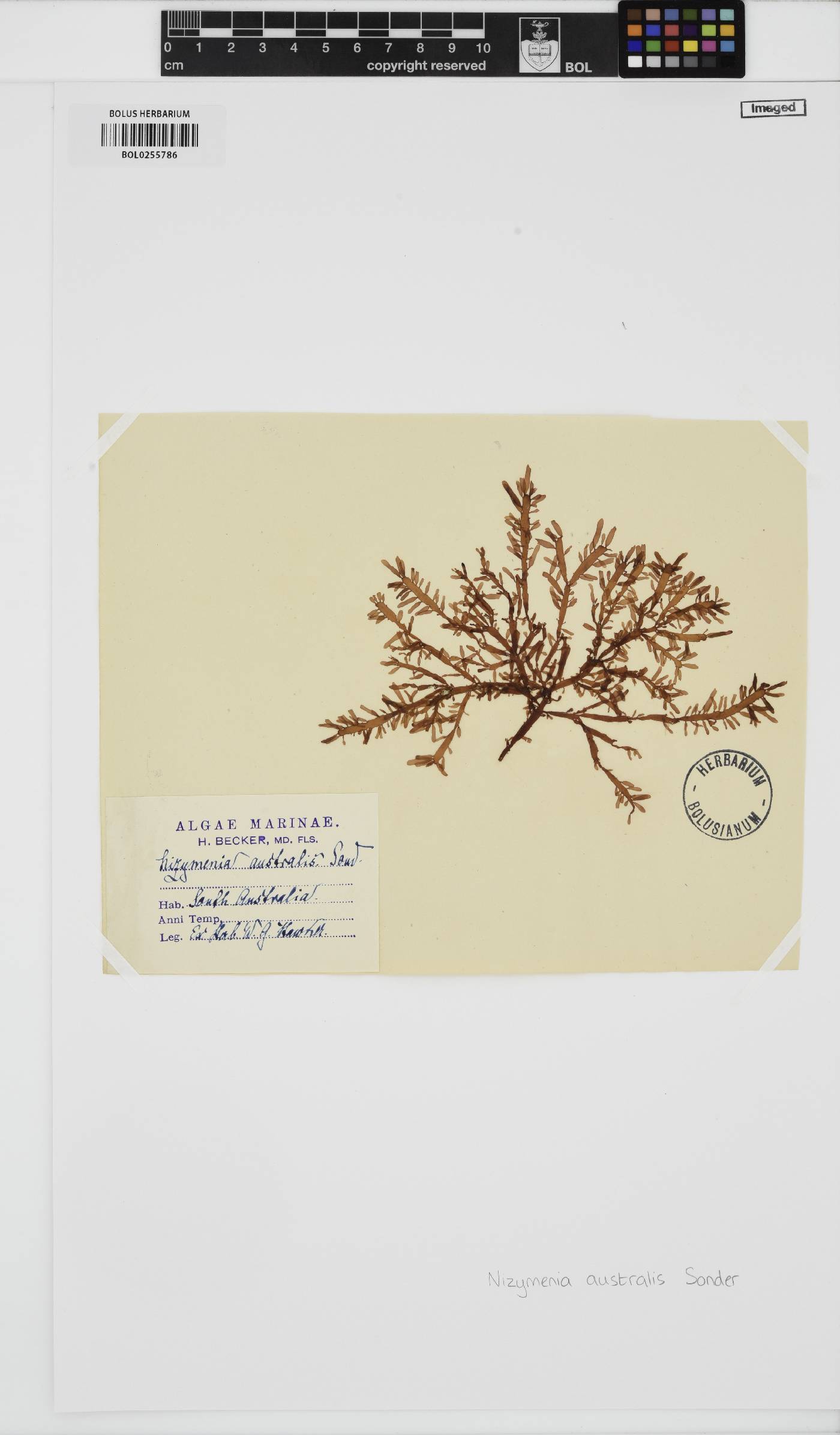 Nizymenia australis image