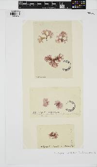 Nitophyllum punctatum image