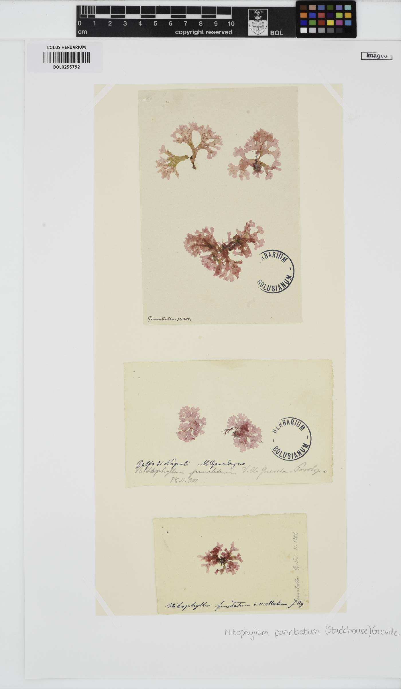 Nitophyllum punctatum image