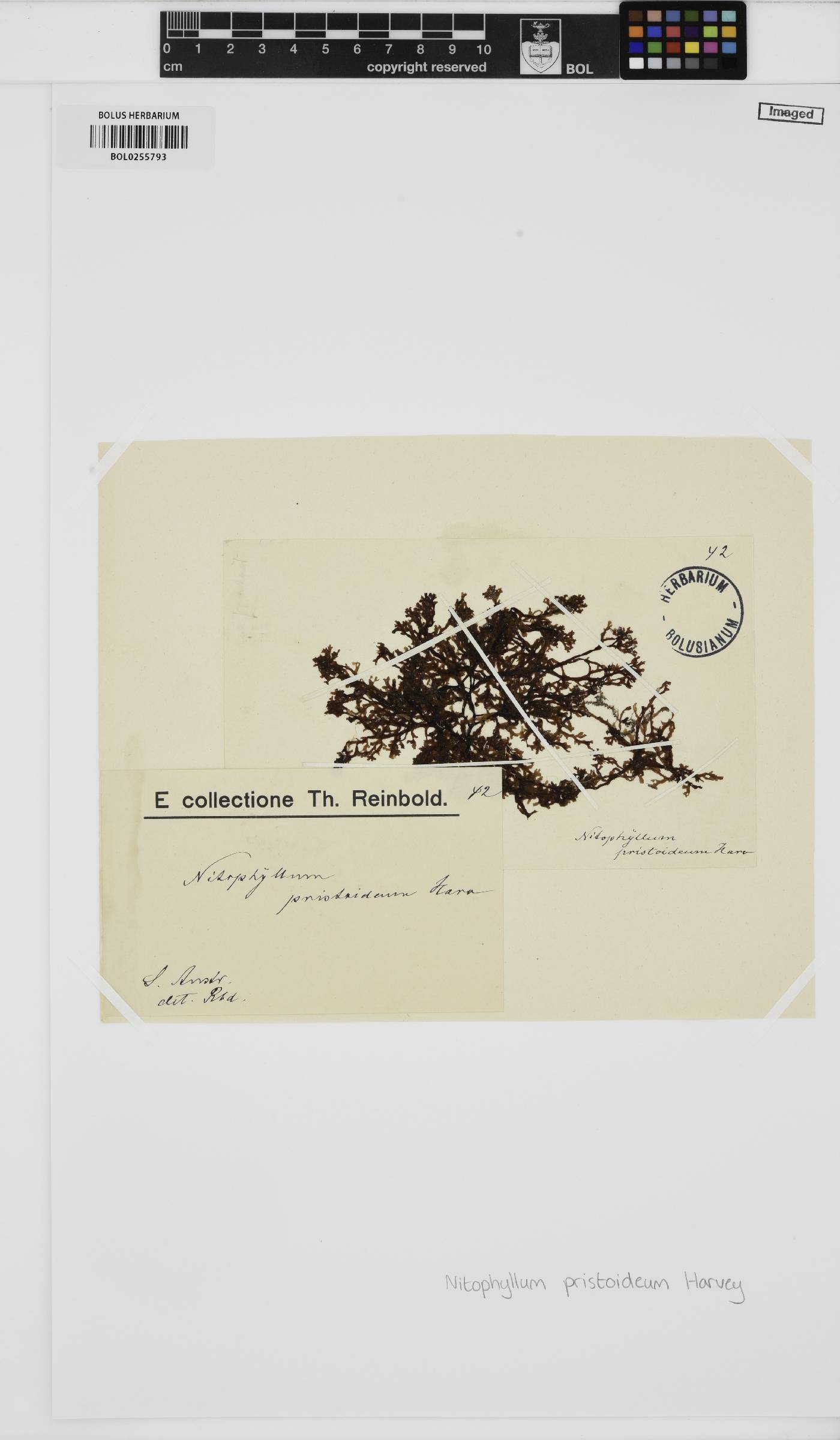 Nitospinosa image