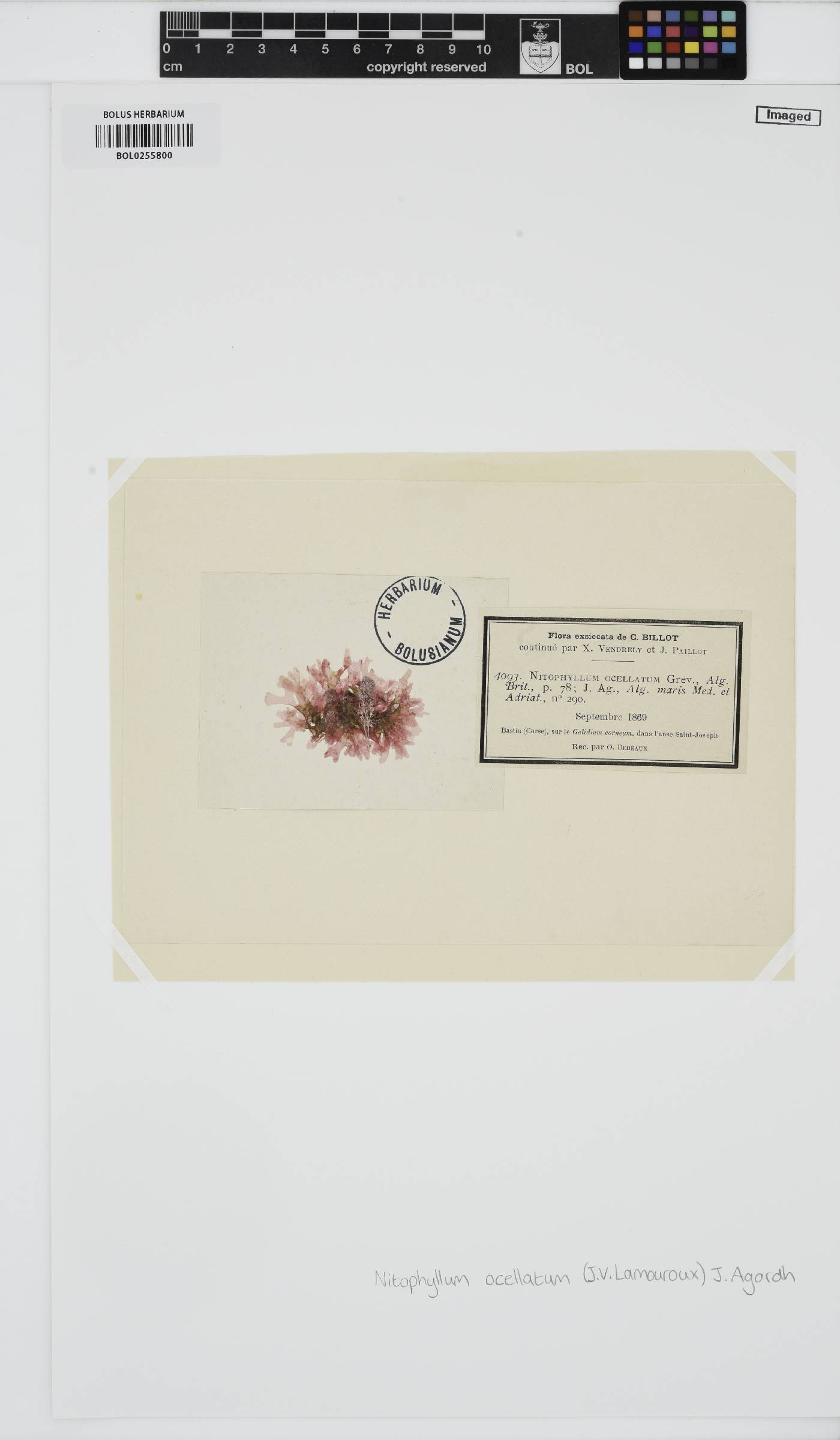 Nitophyllum punctatum image
