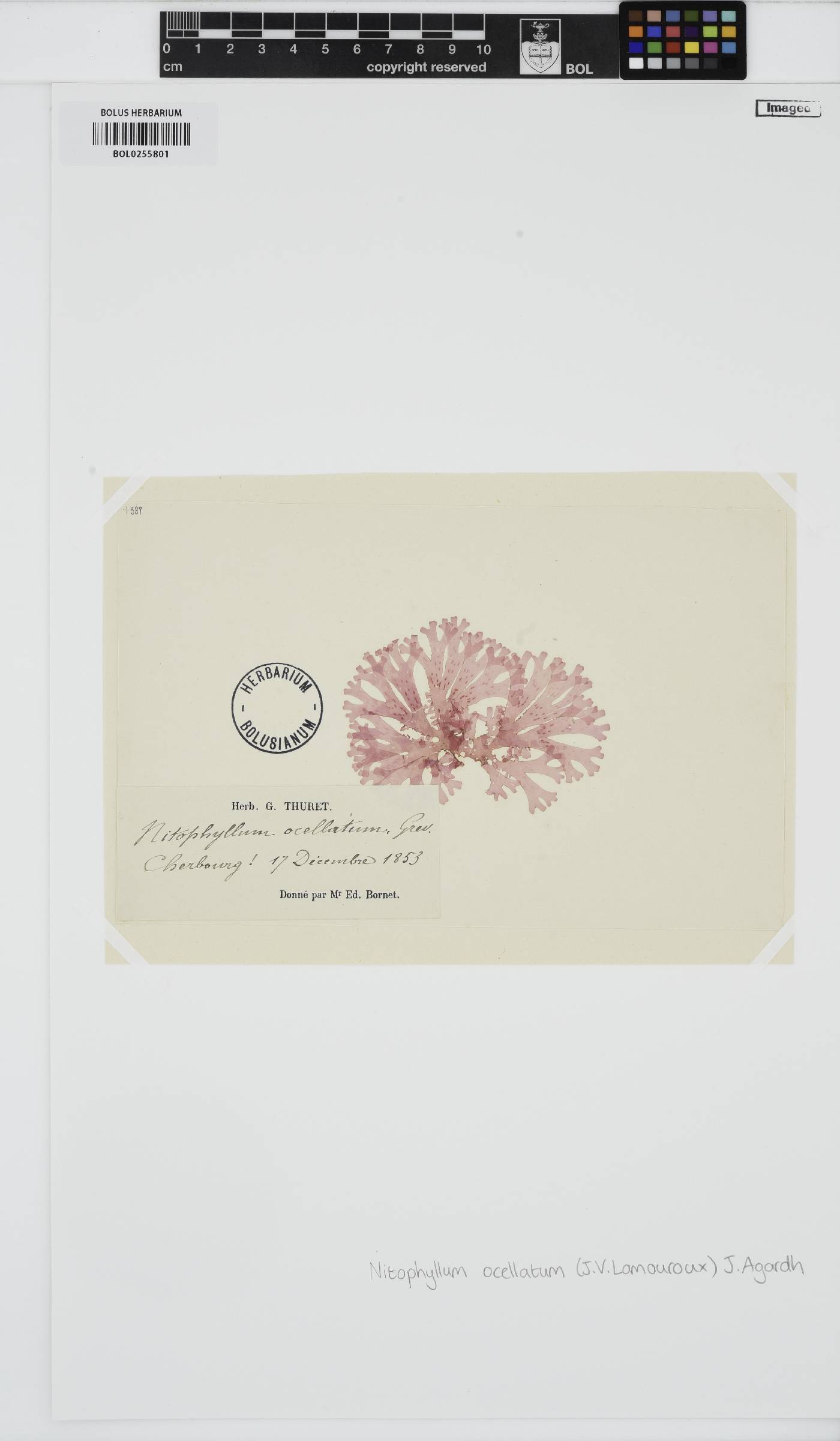 Nitophyllum image