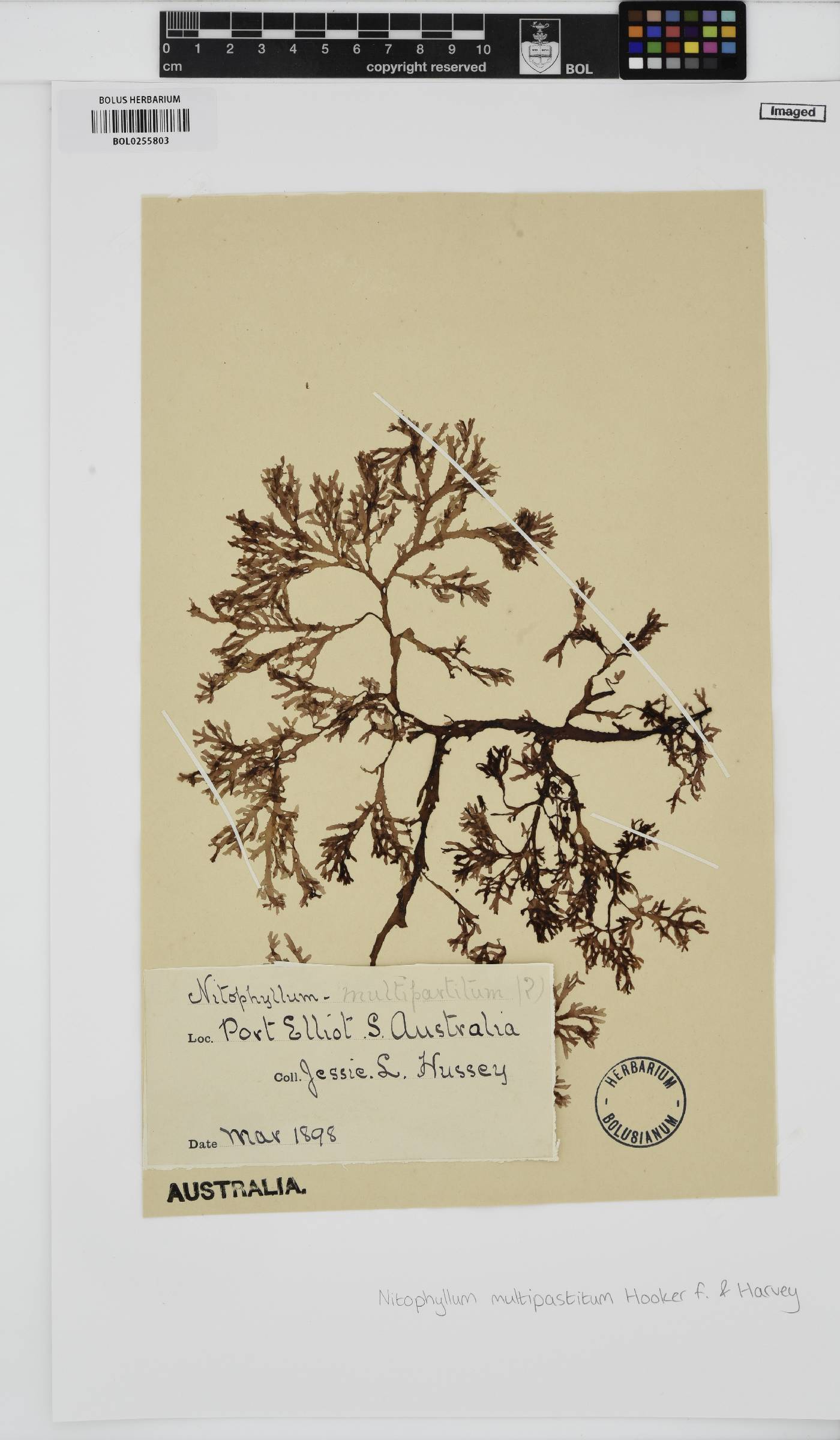 Hymenena multipartita image