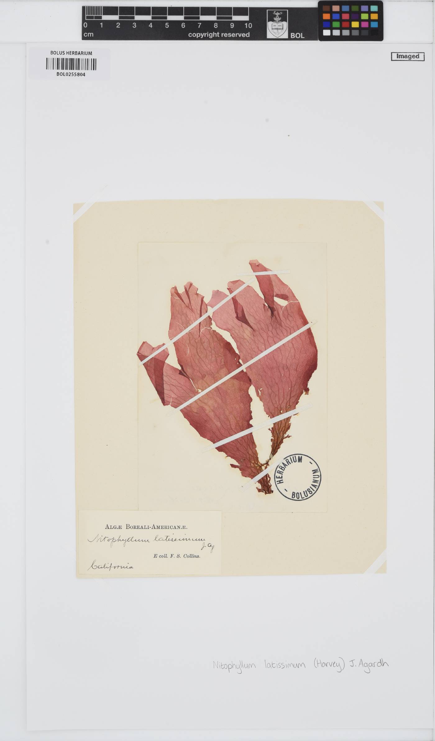 Polyneura latissima image