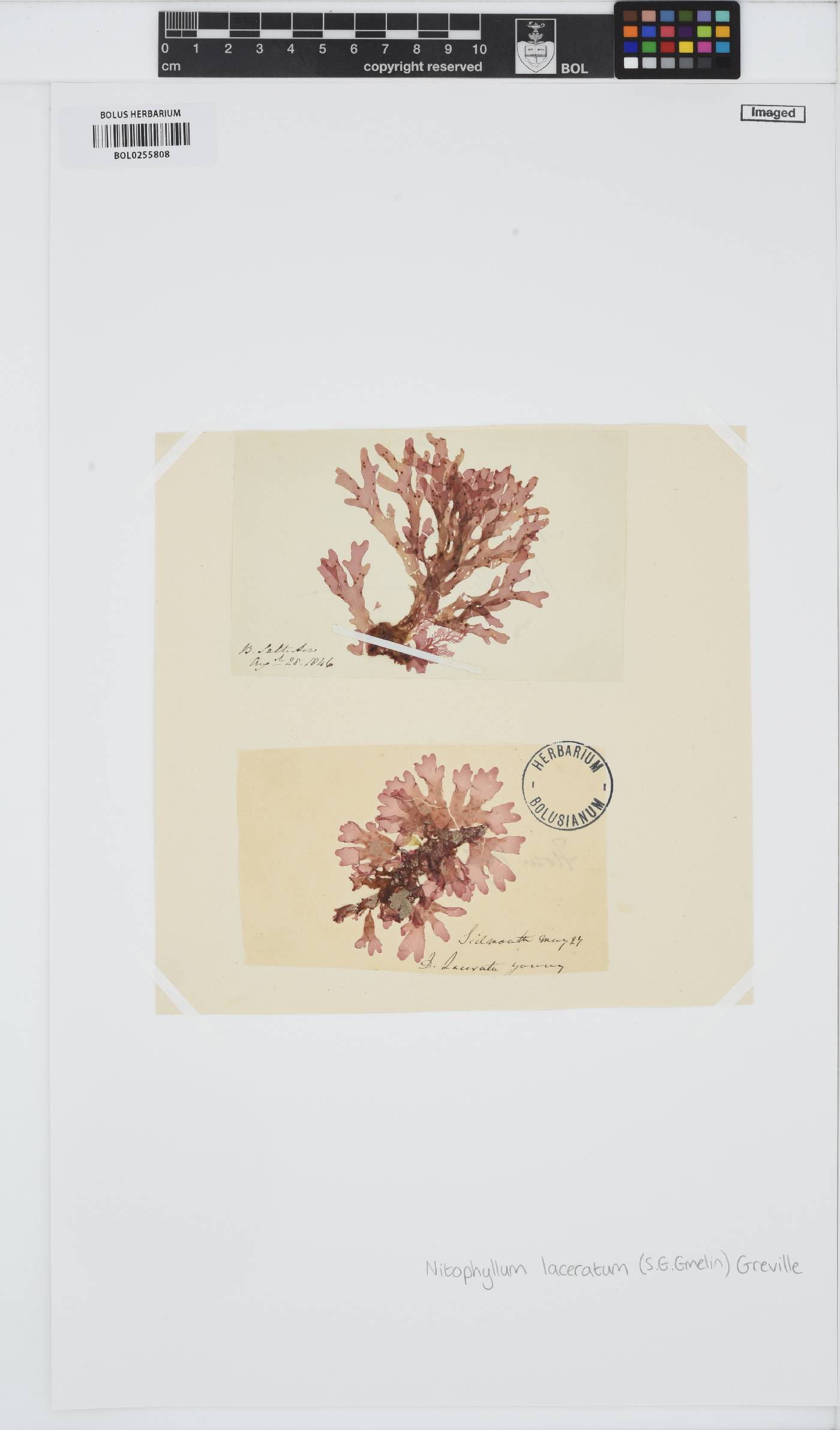 Cryptopleura ramosa image