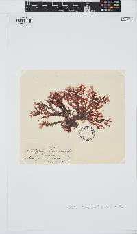 Cryptopleura ramosa image