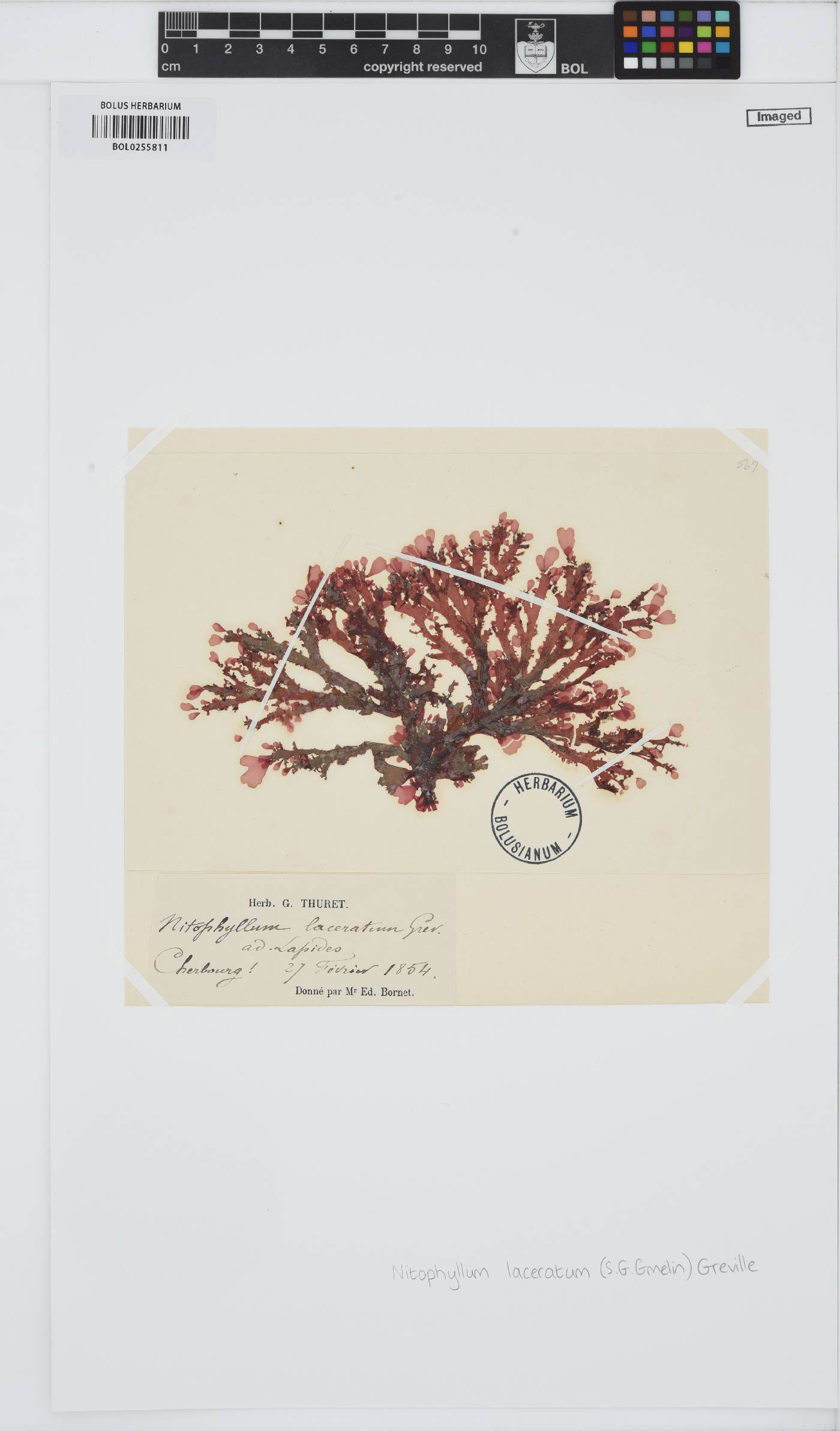 Cryptopleura image