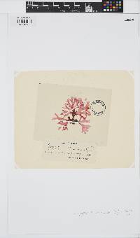 Haraldiophyllum bonnemaisonii image