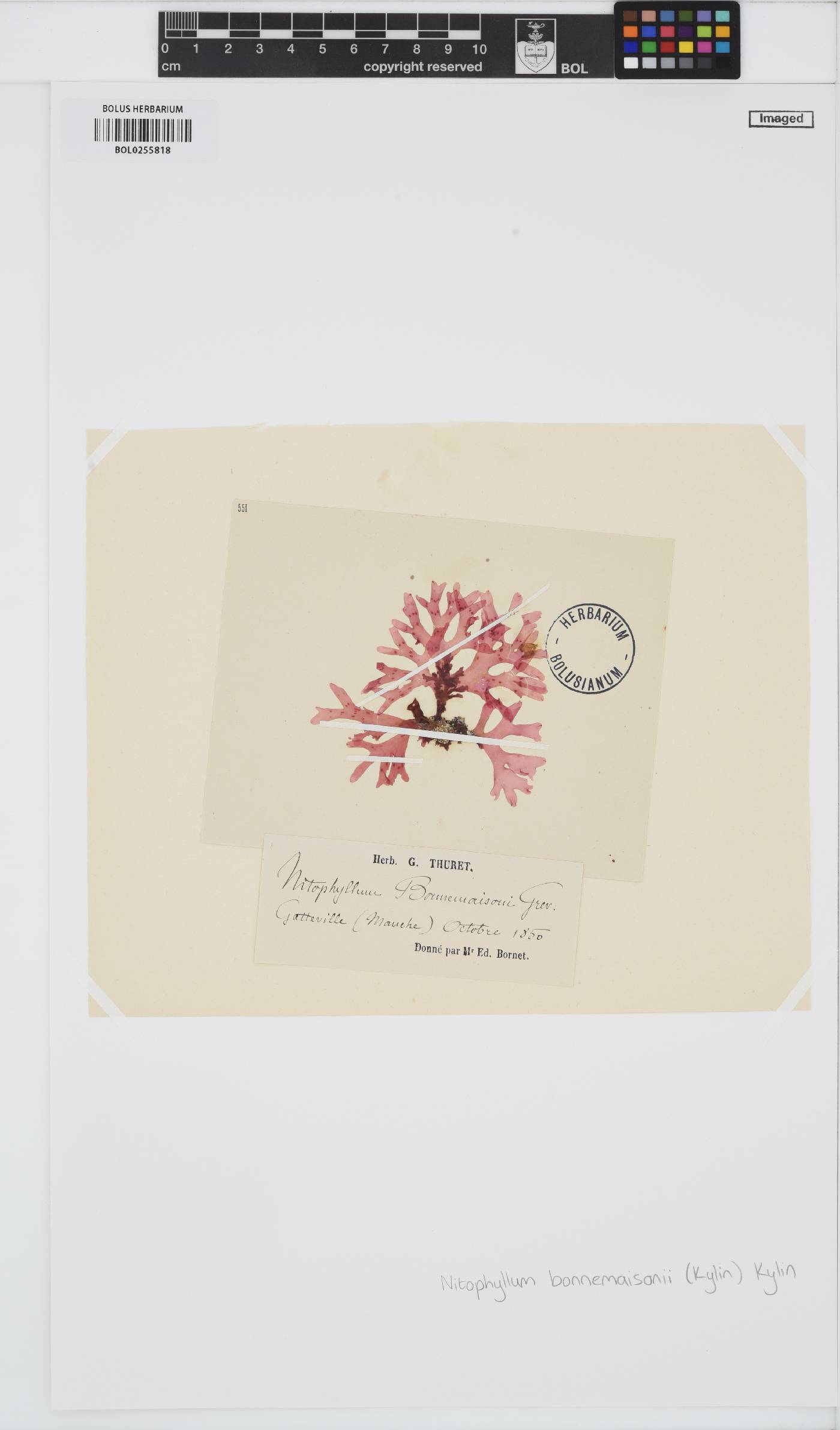 Haraldiophyllum bonnemaisonii image