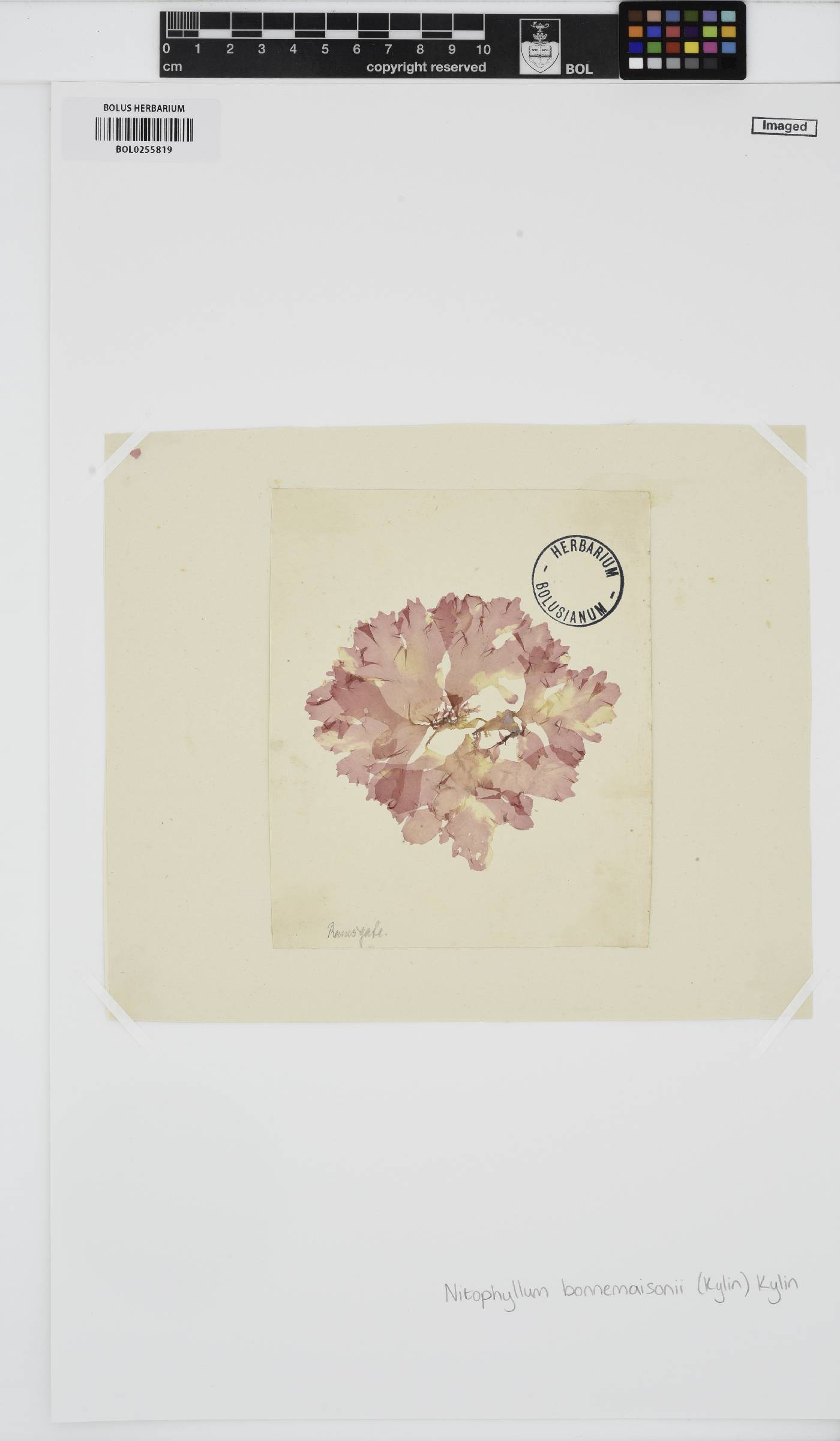Haraldiophyllum bonnemaisonii image