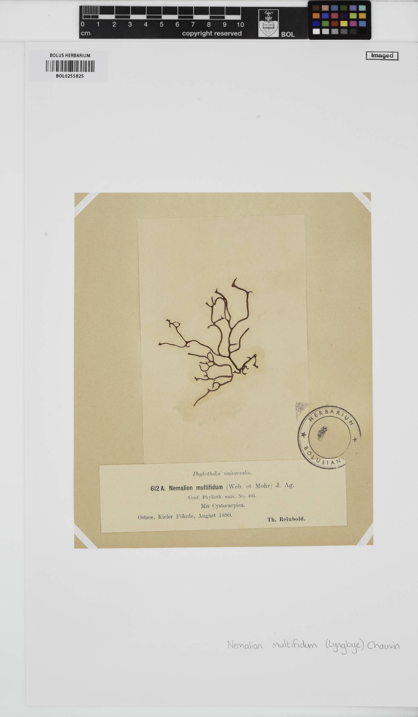 Nemalion multifidum image