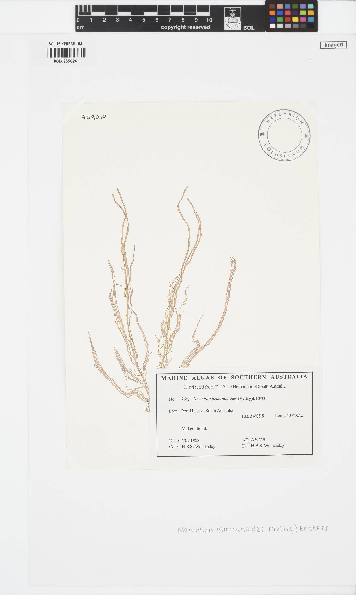 Nemalion elminthoides image