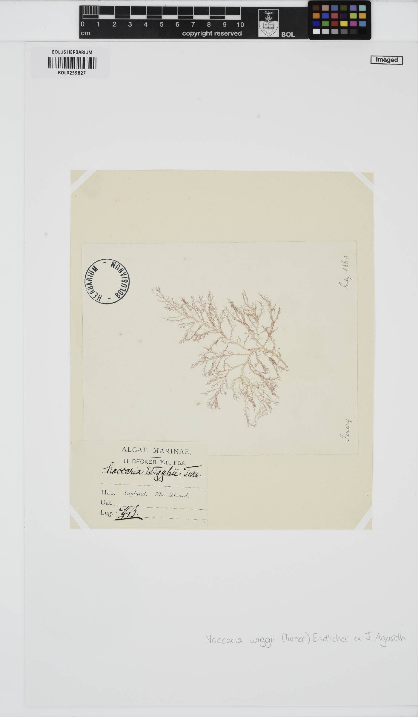 Naccariaceae image