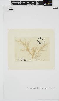 Naccaria wiggii image