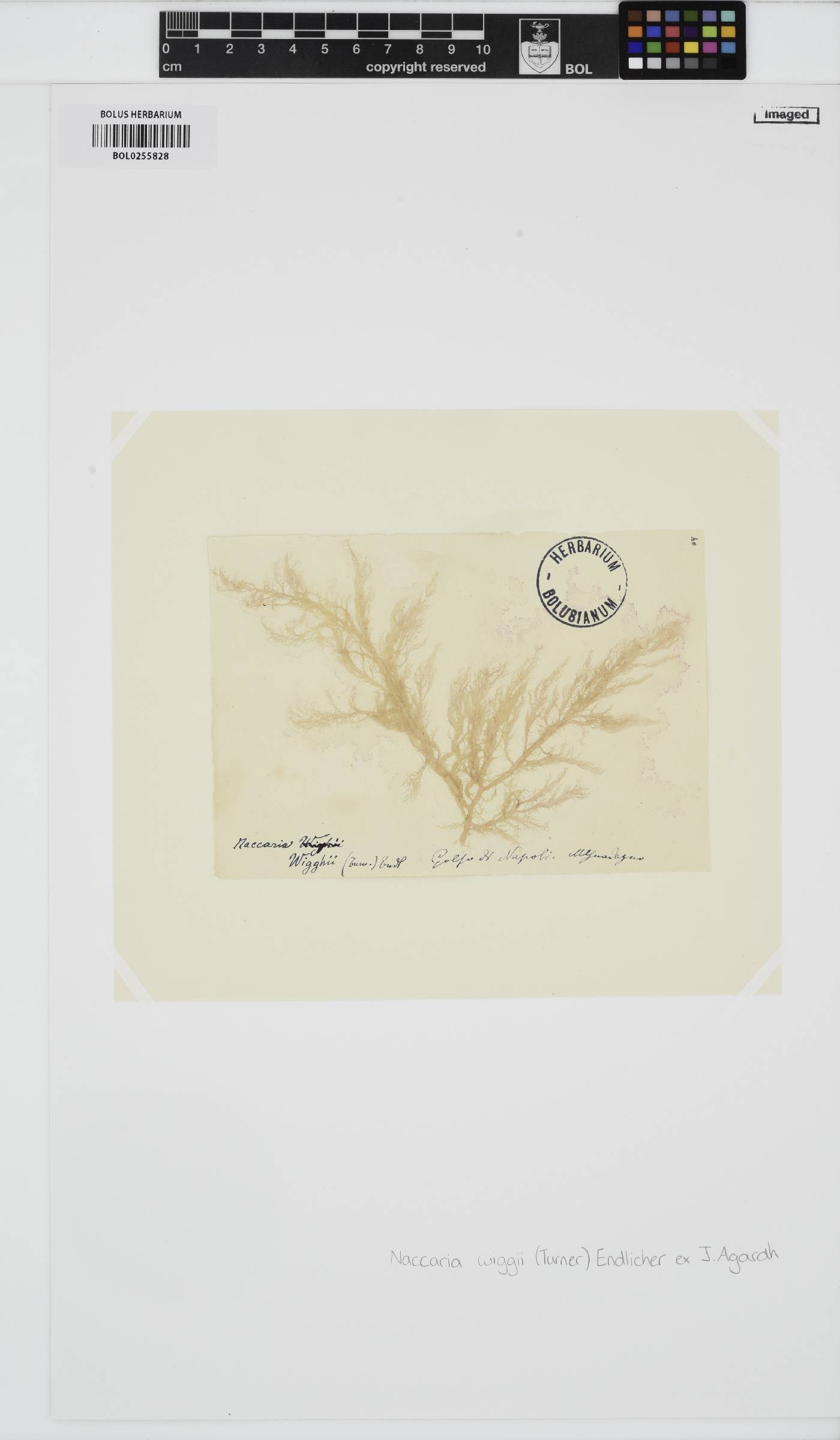 Naccaria wiggii image