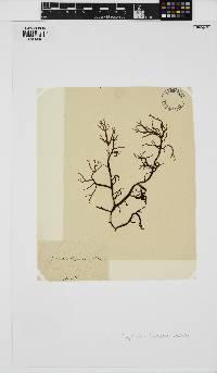 Mychodea hamata image