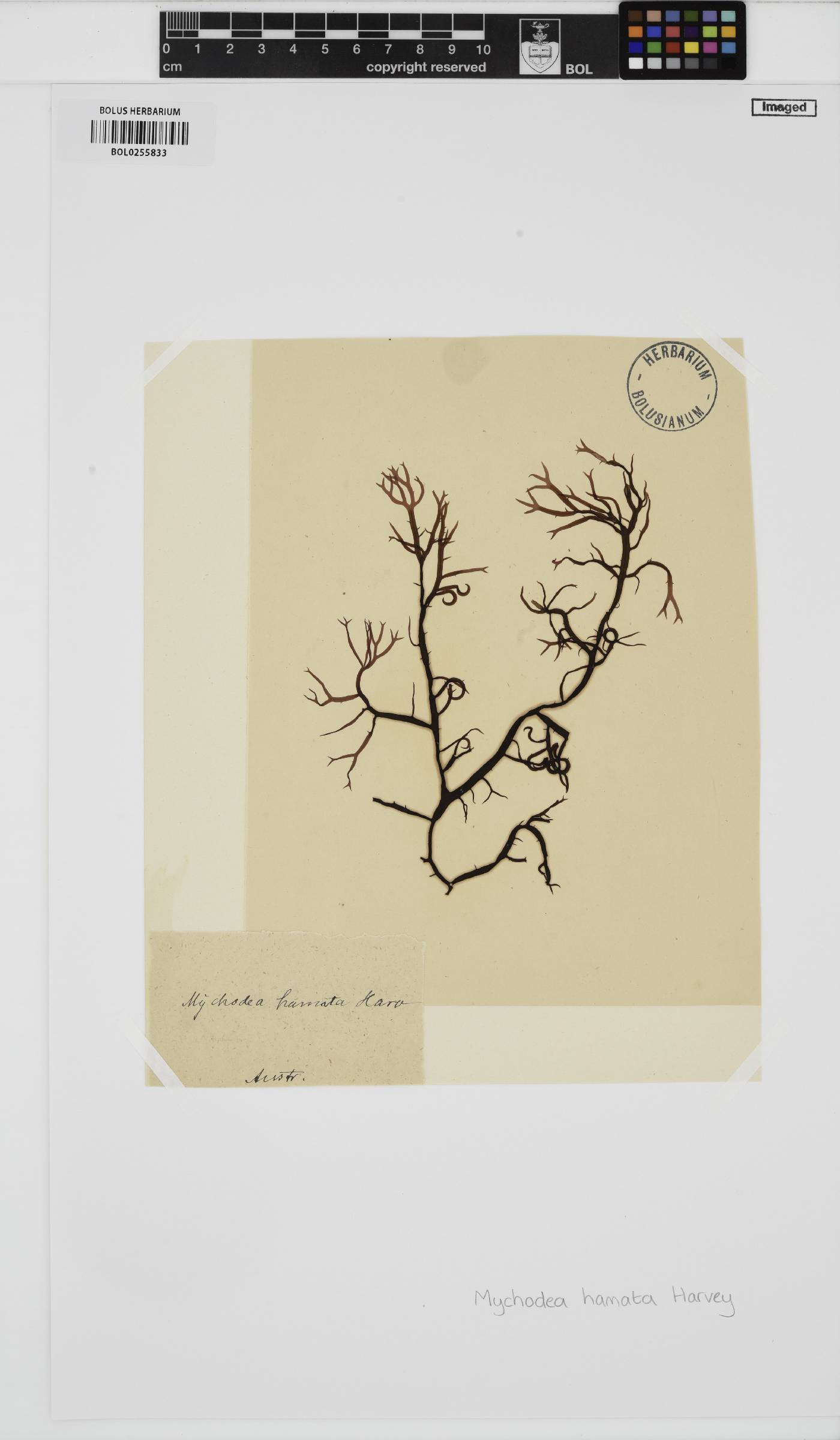 Mychodea hamata image