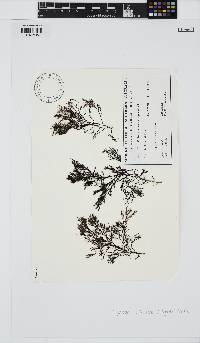 Mychodea aciculare image