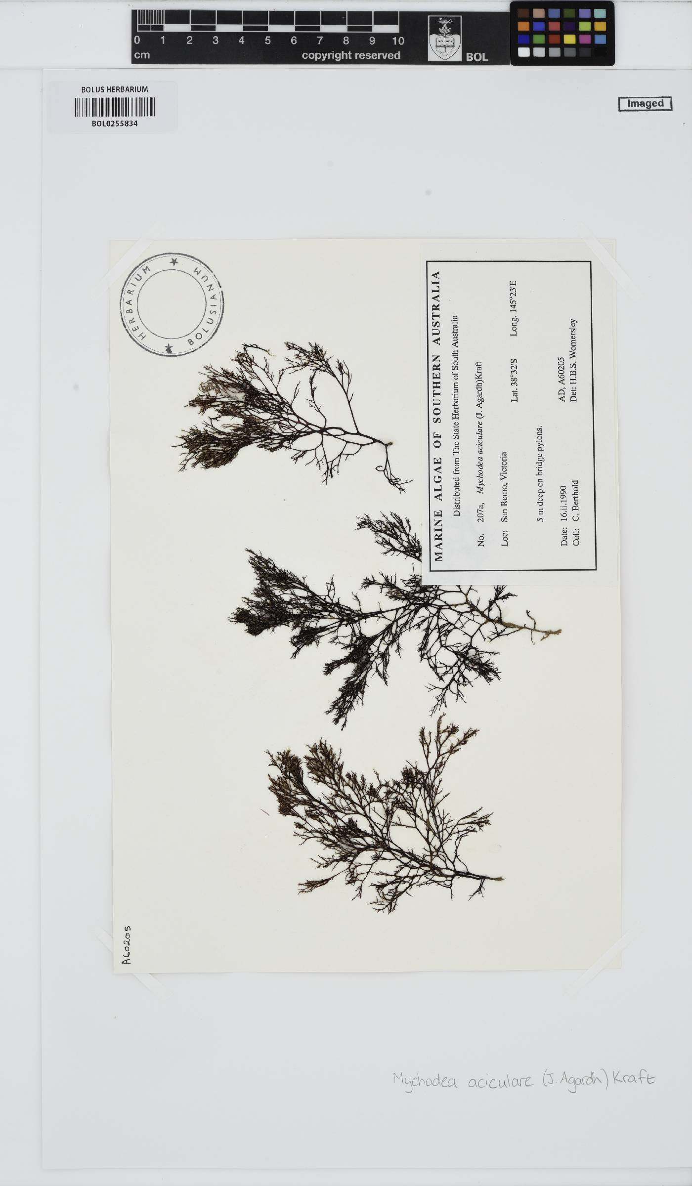 Mychodea aciculare image