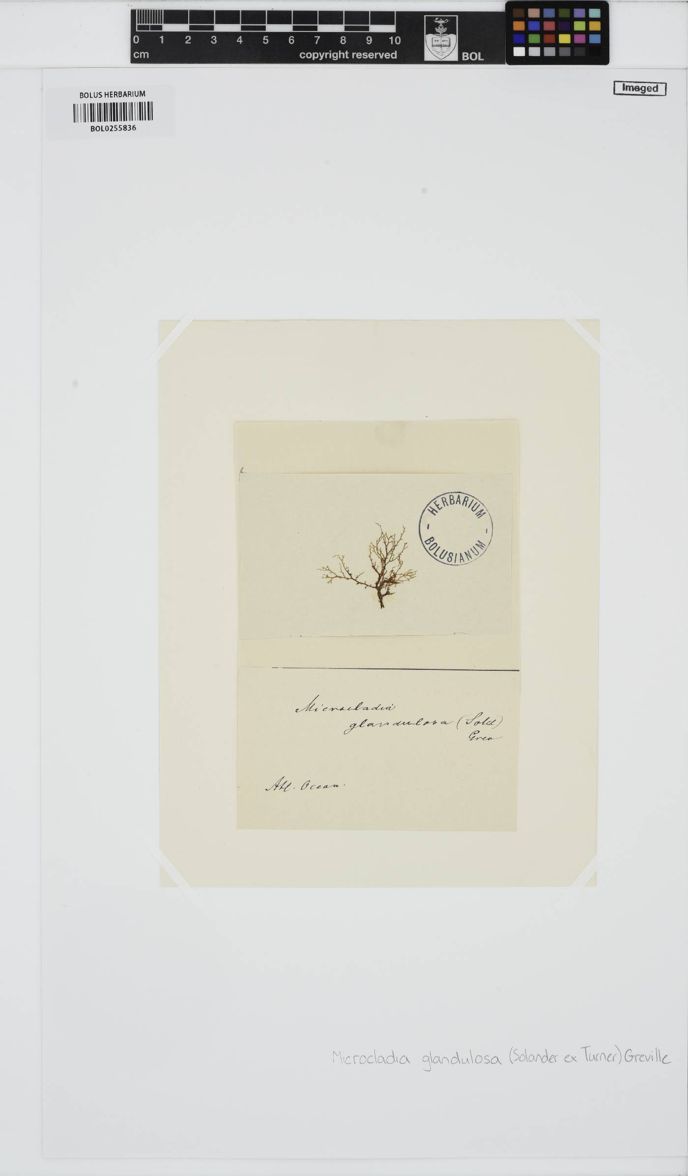 Ceramium glandulosum image