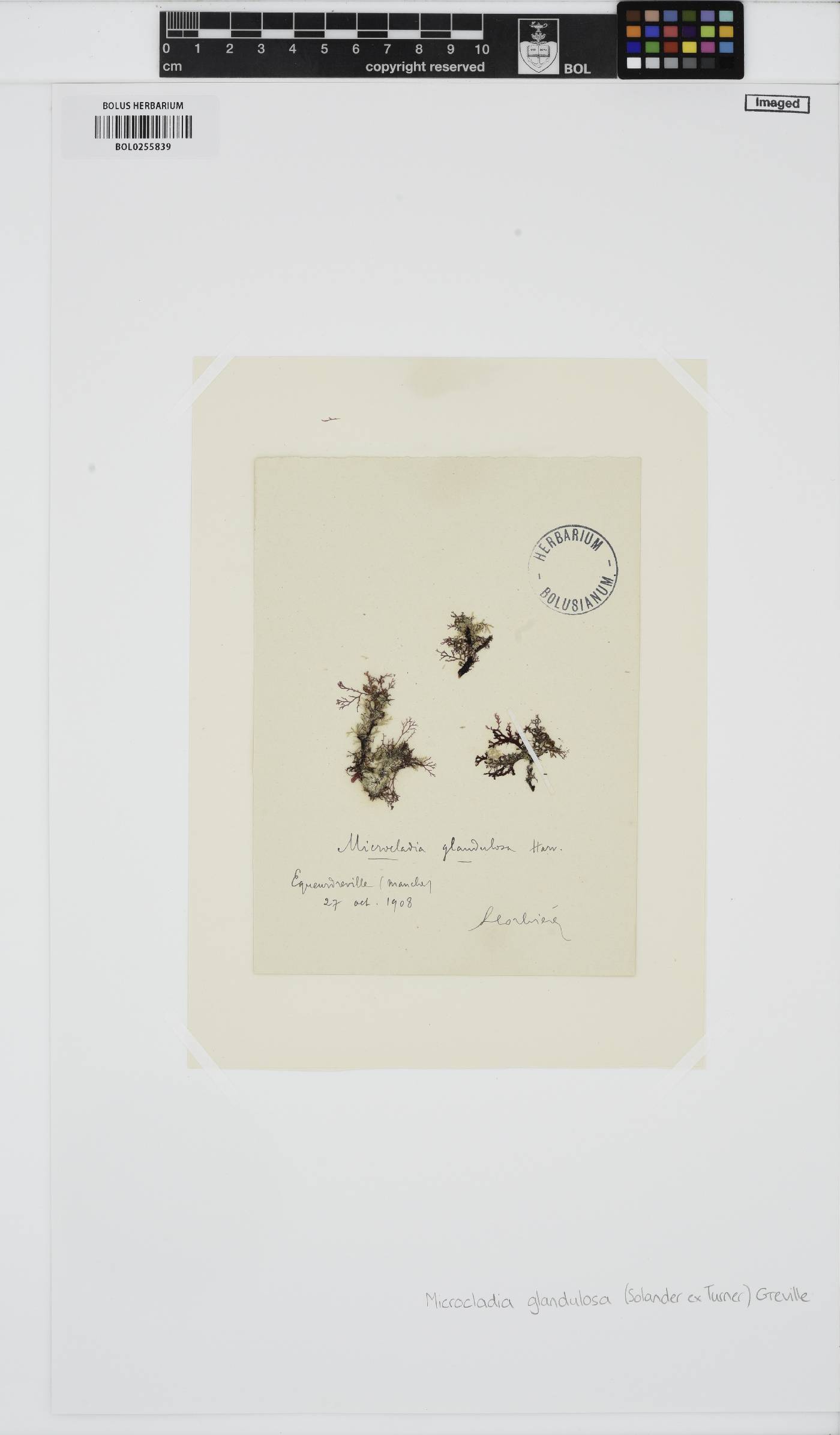 Ceramium glandulosum image