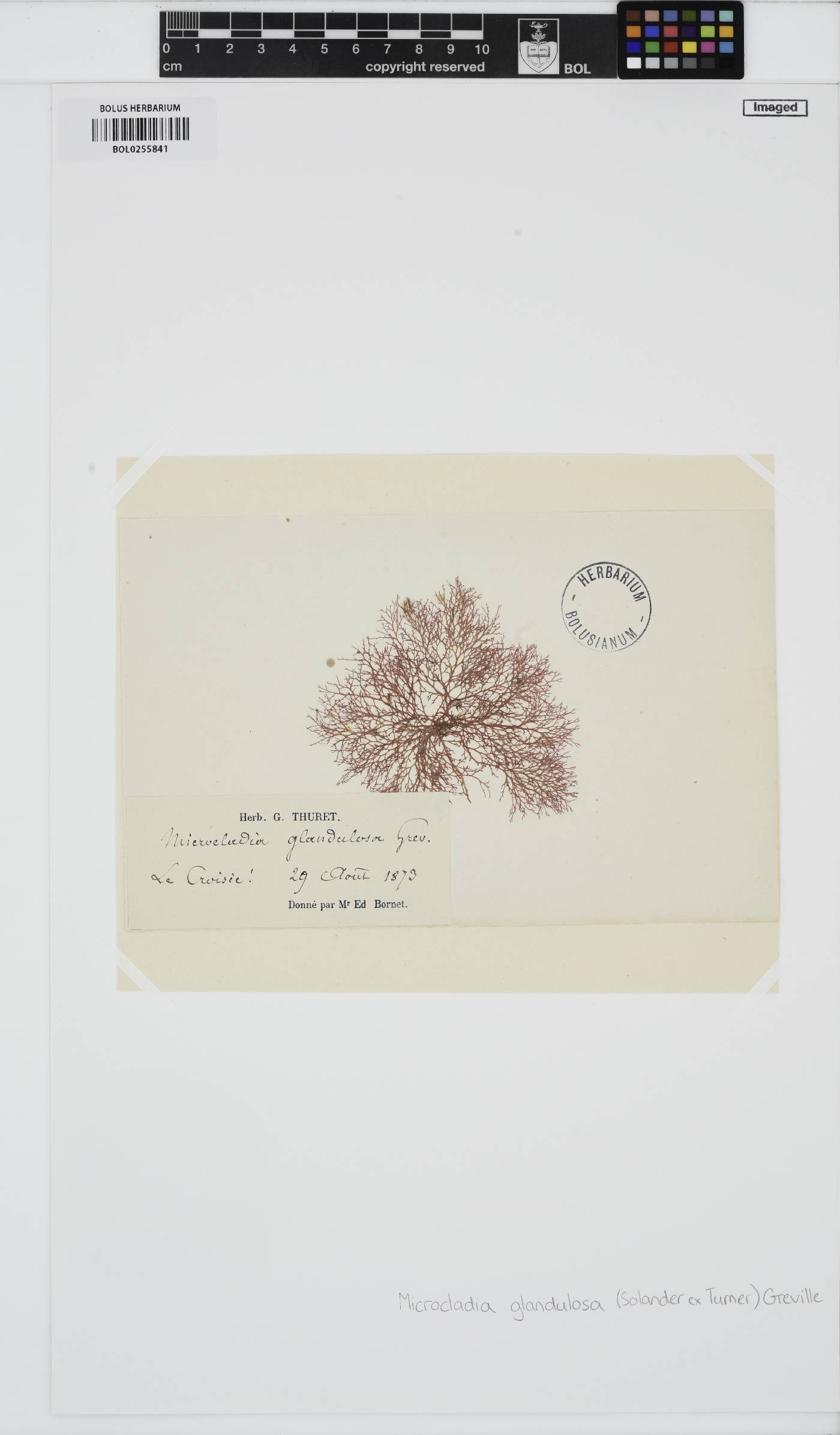 Ceramium glandulosum image