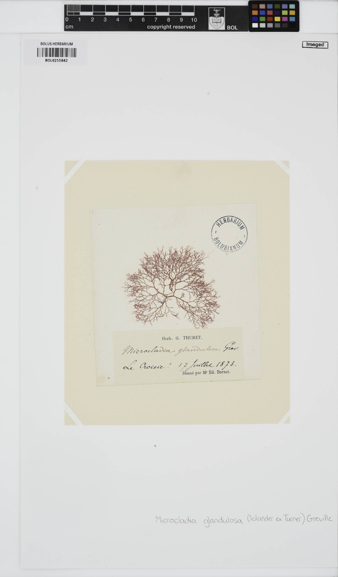 Ceramium glandulosum image