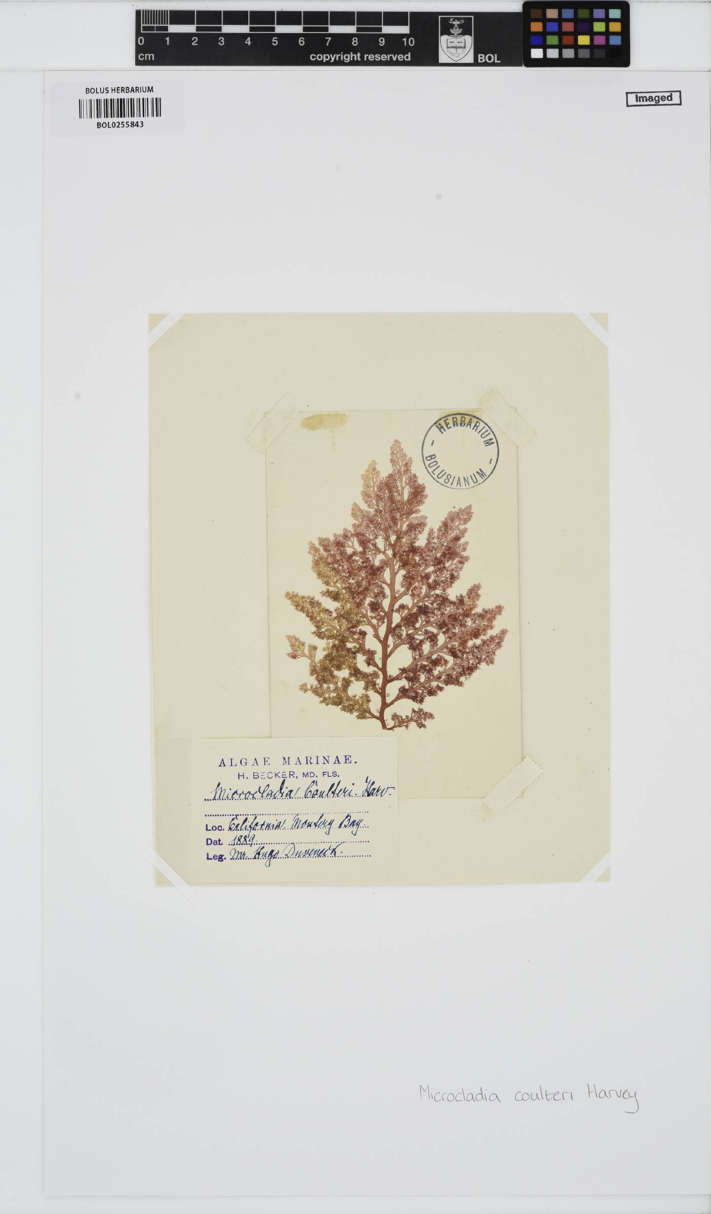 Ceramothamnion coulteri image
