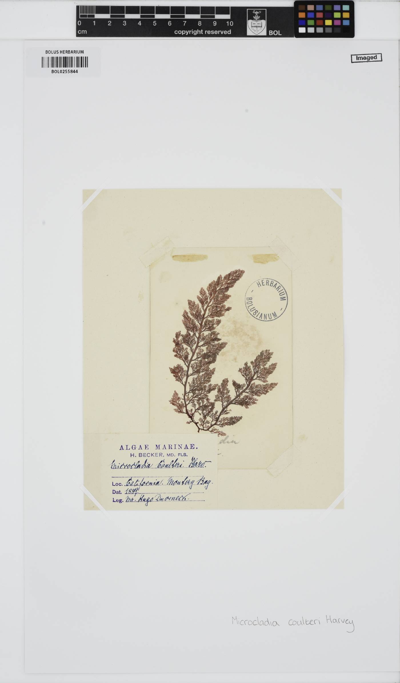 Ceramothamnion coulteri image