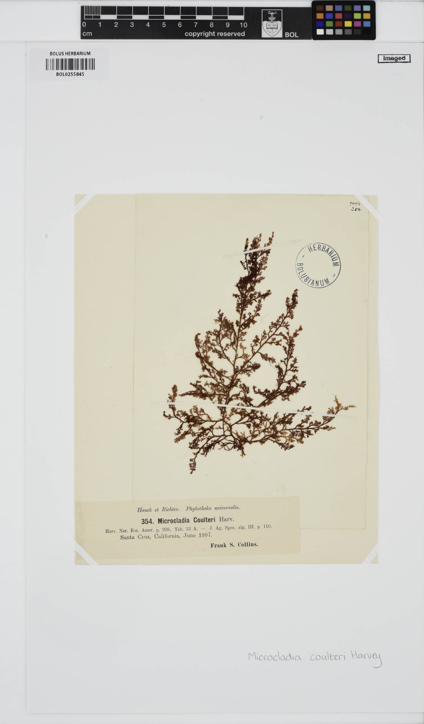 Ceramothamnion coulteri image