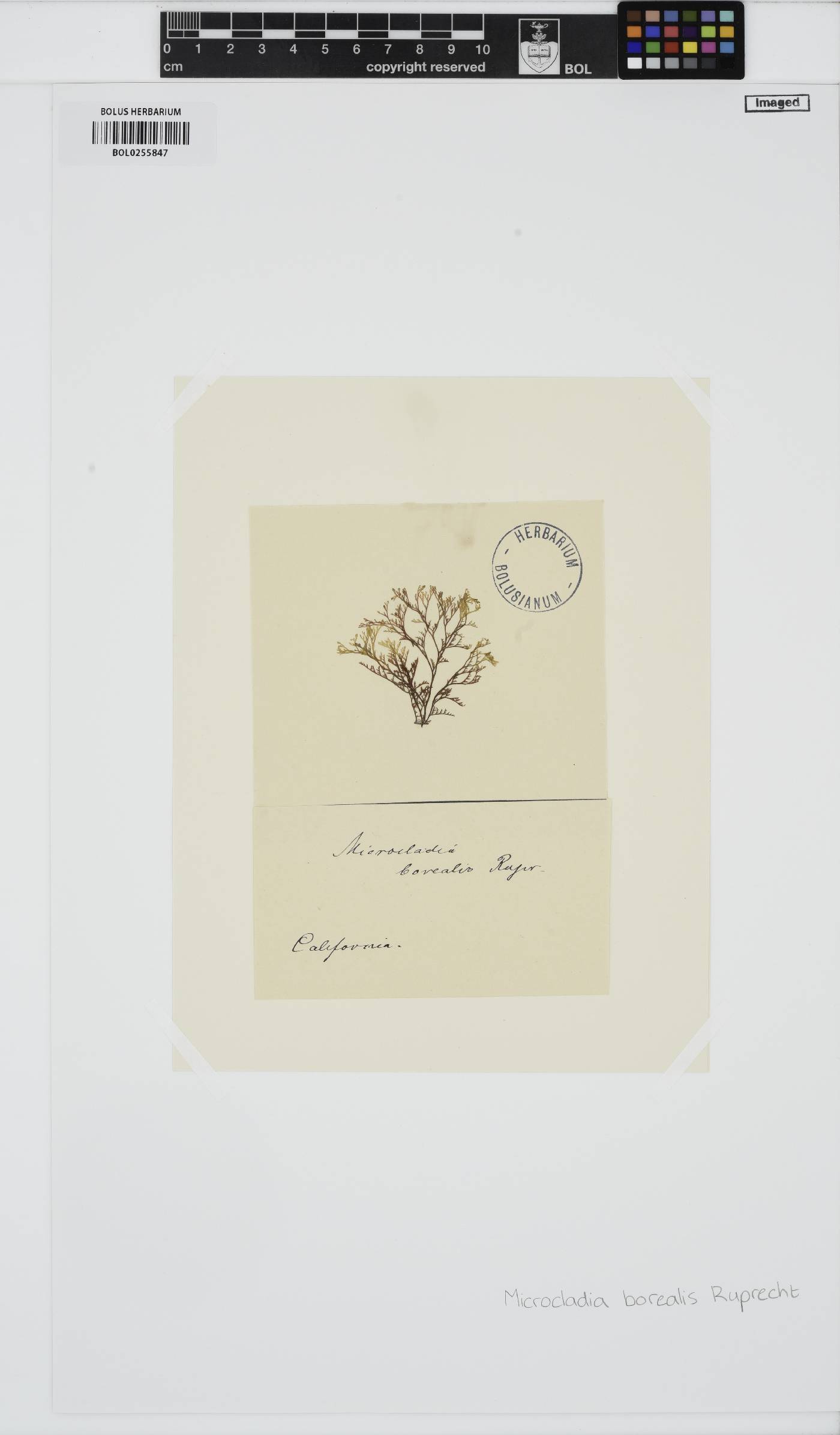 Herpochondria borealis image