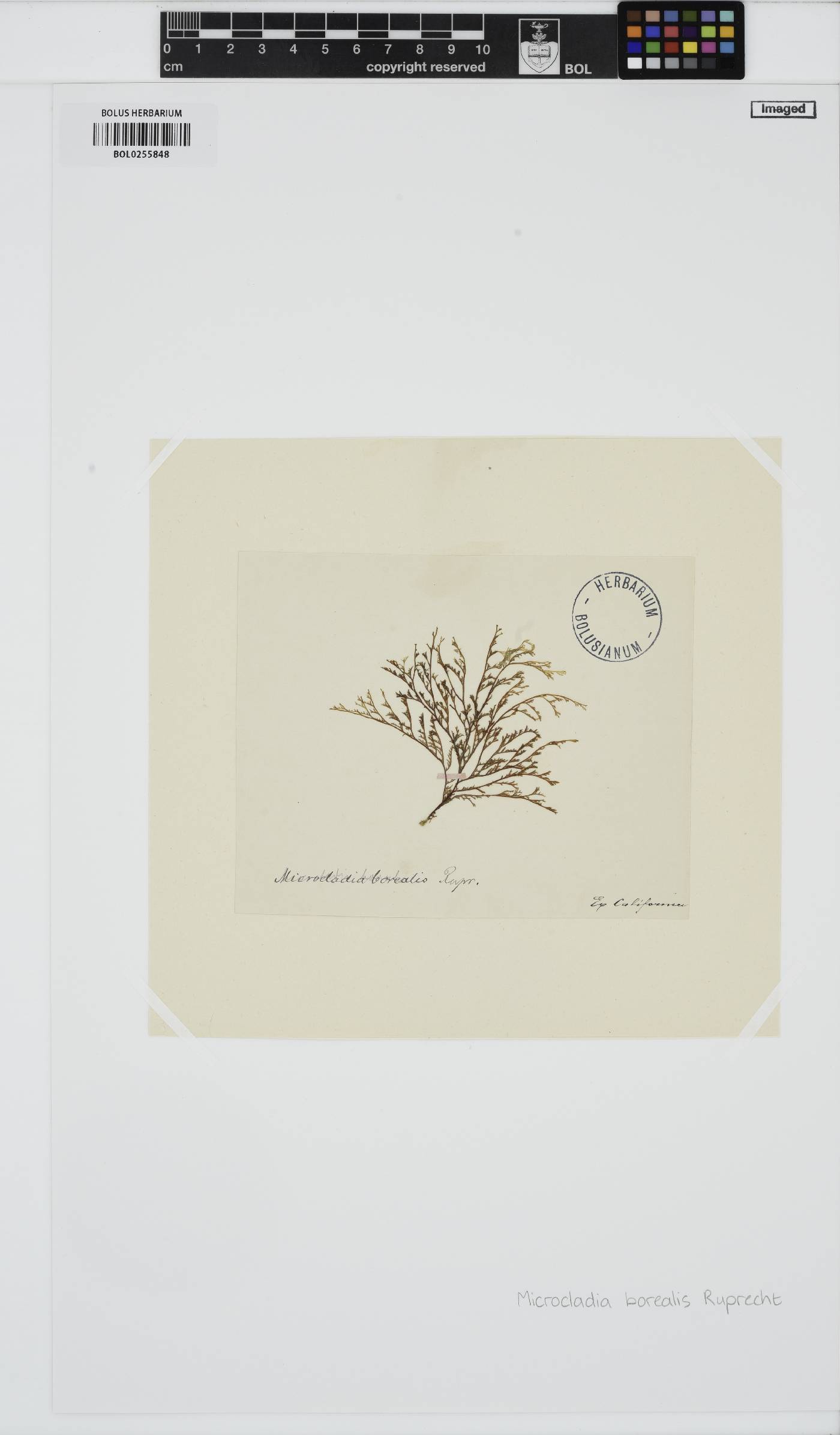 Herpochondria borealis image