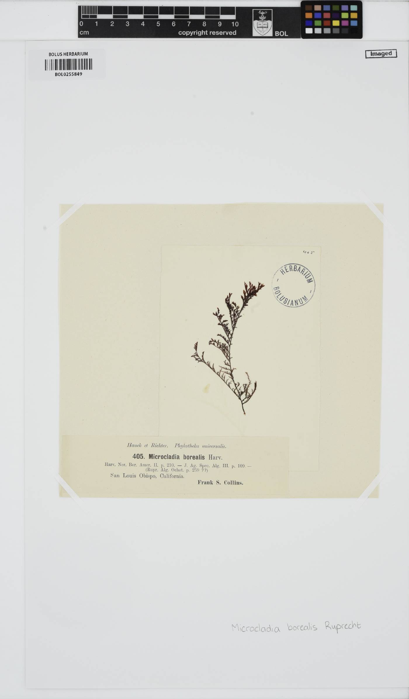 Herpochondria image