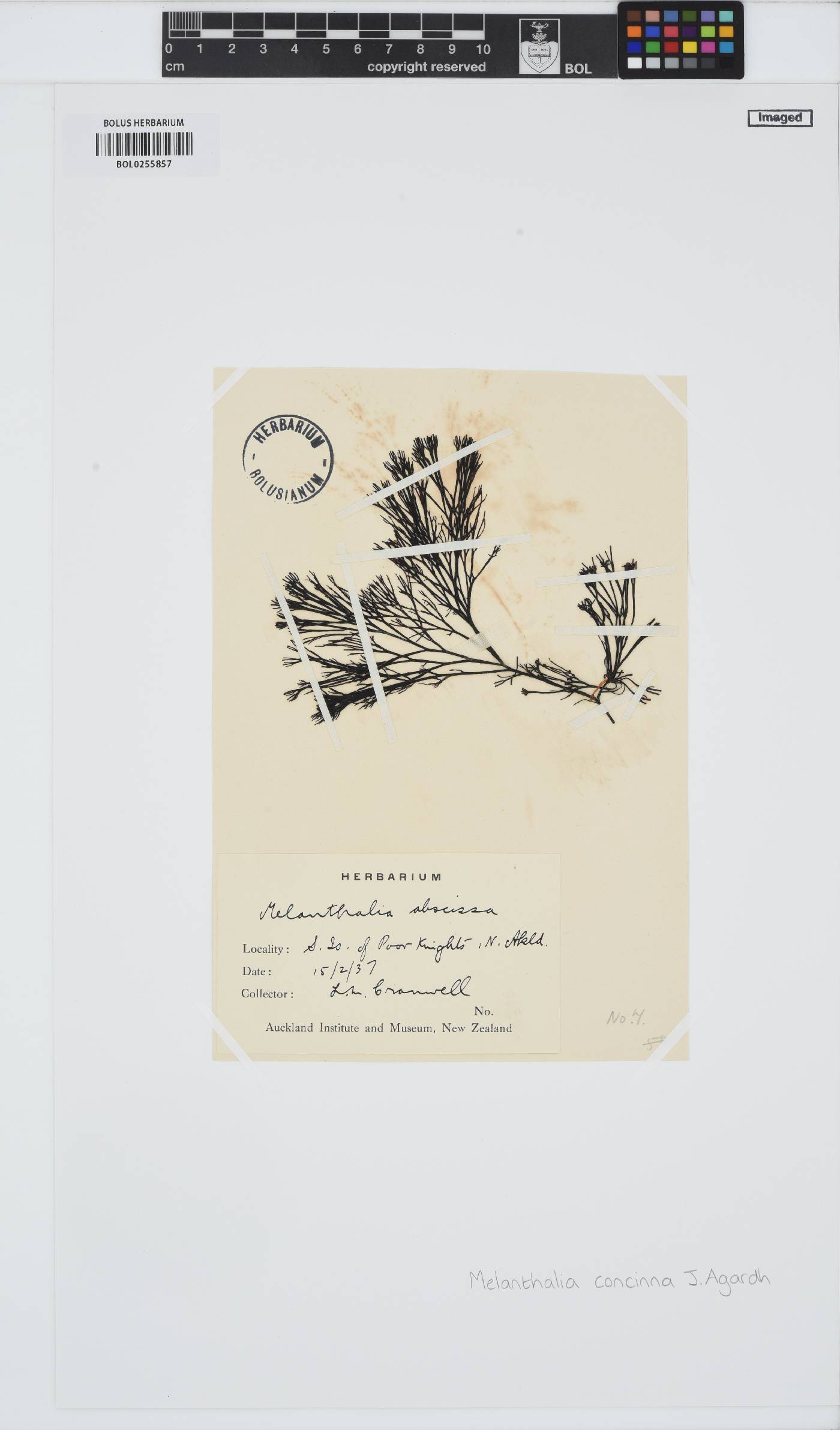 Melanthalia fastigiata image