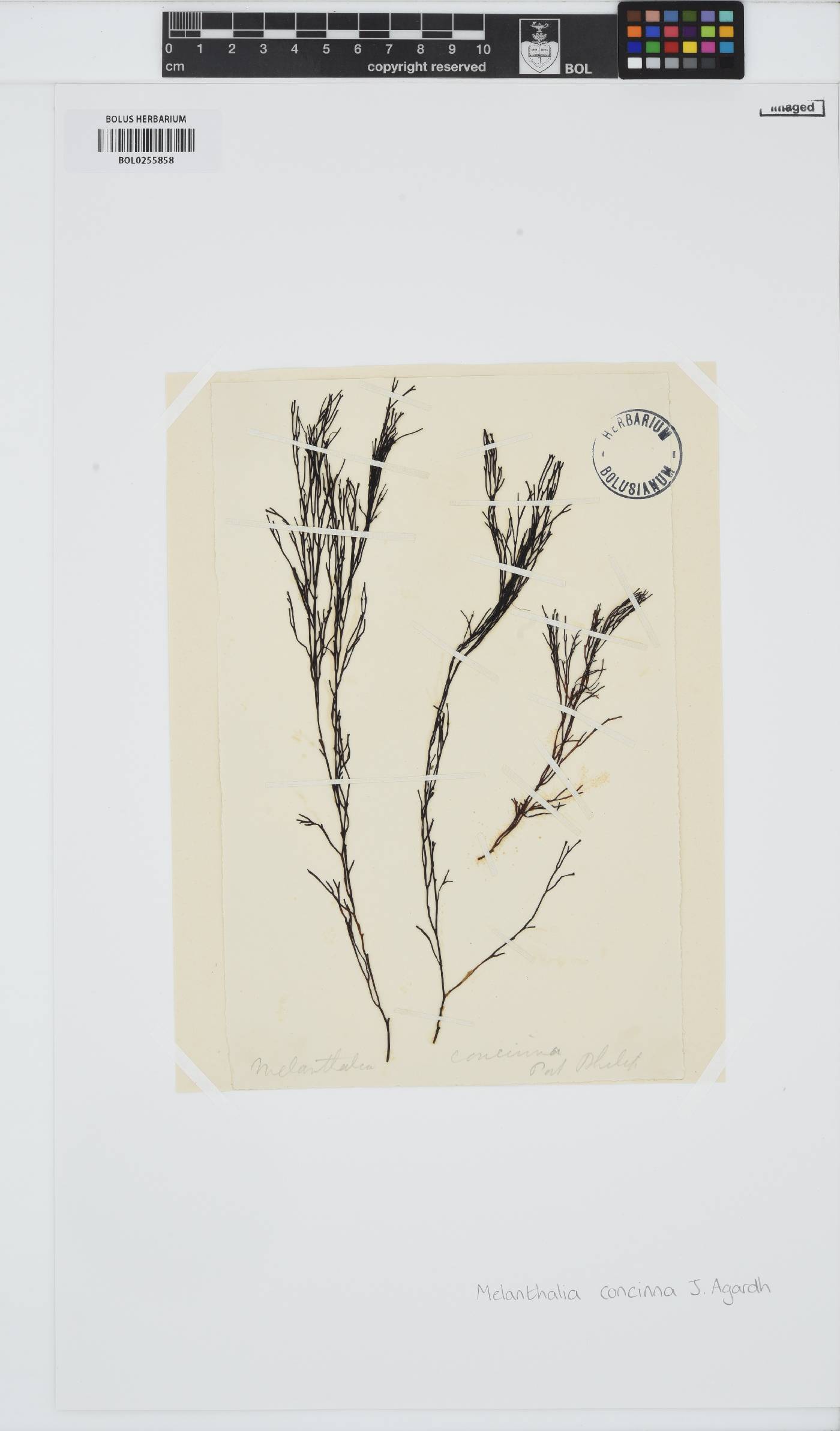 Melanthalia fastigiata image