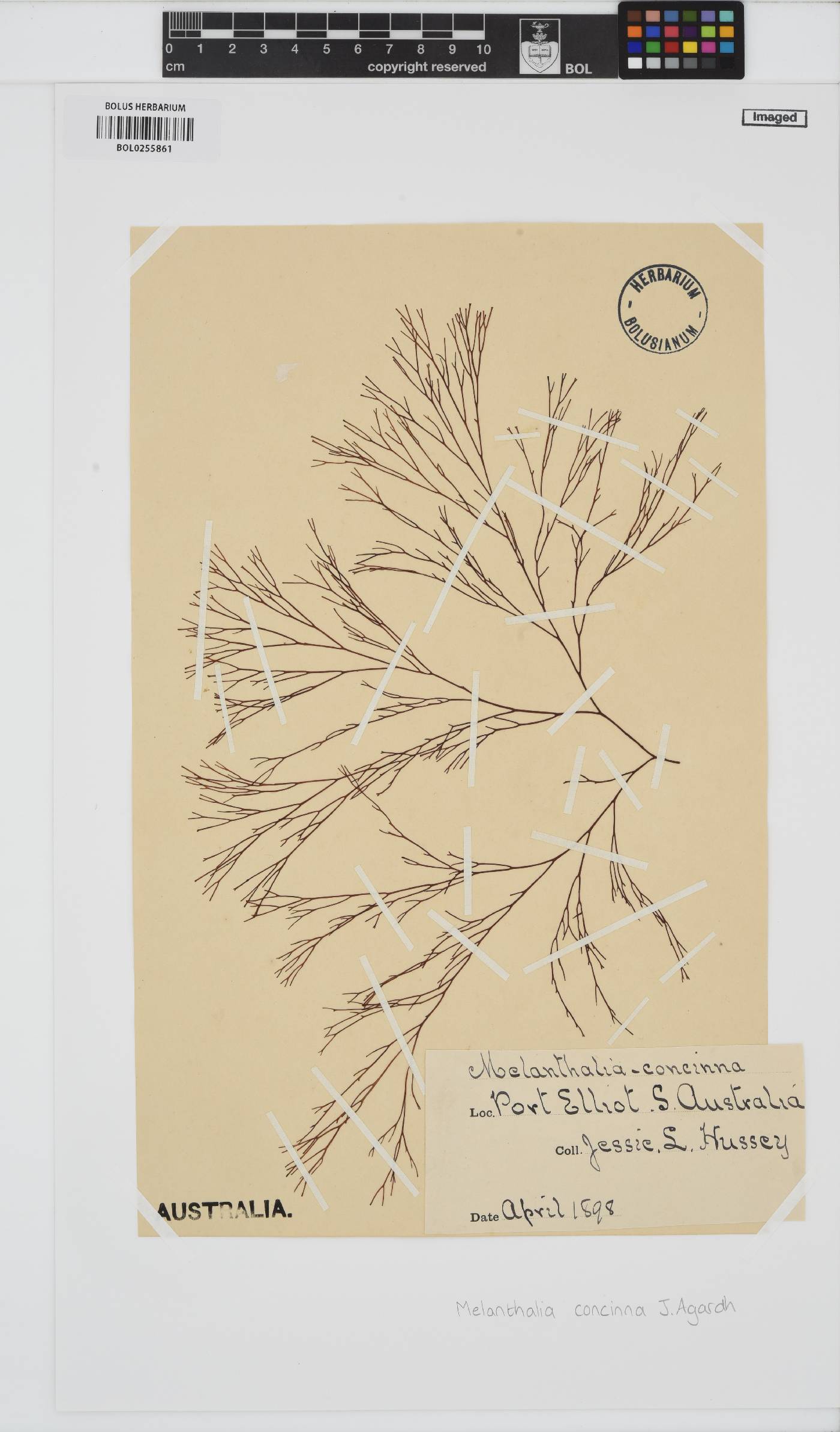 Melanthalia fastigiata image