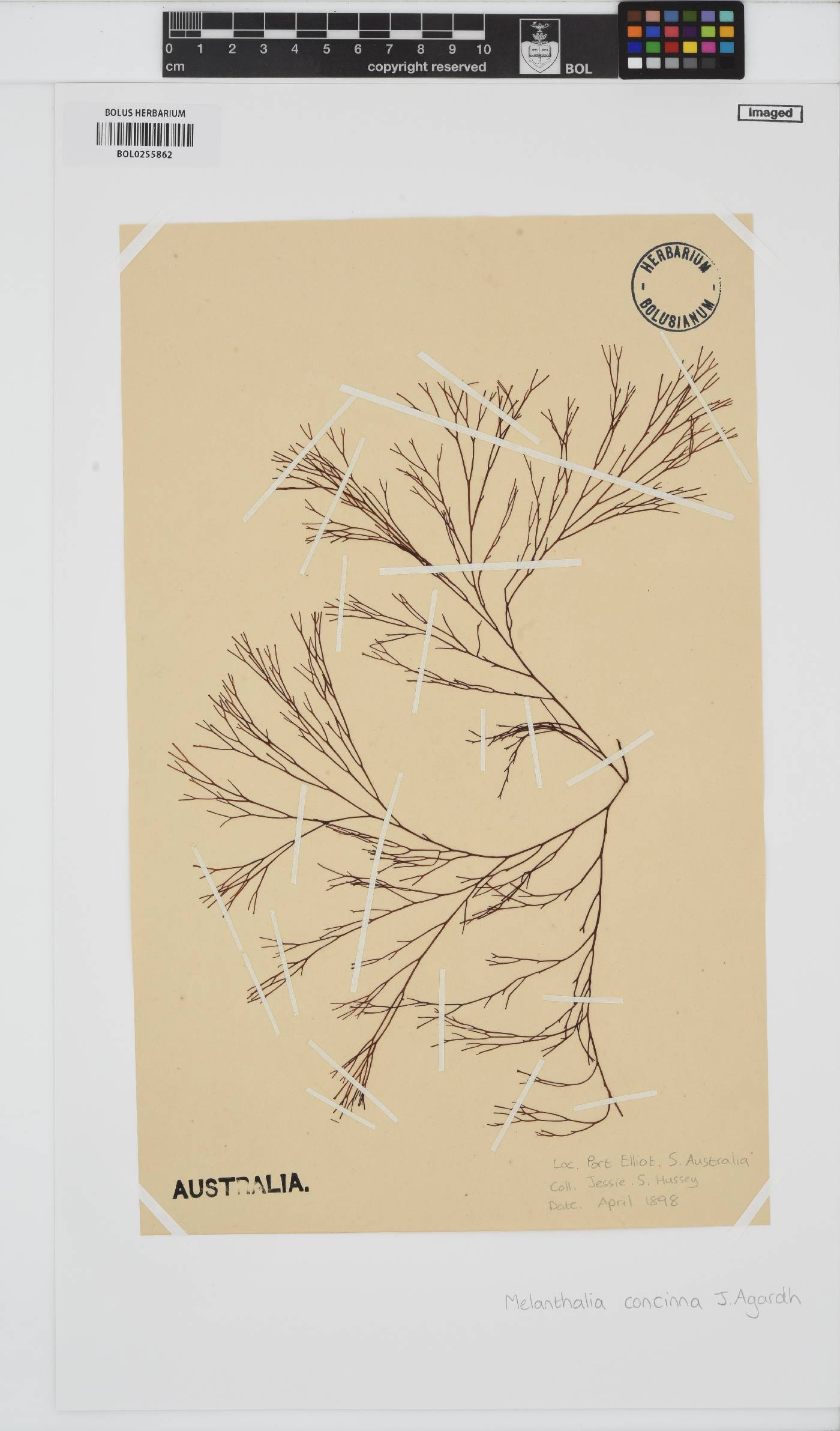 Melanthalia fastigiata image
